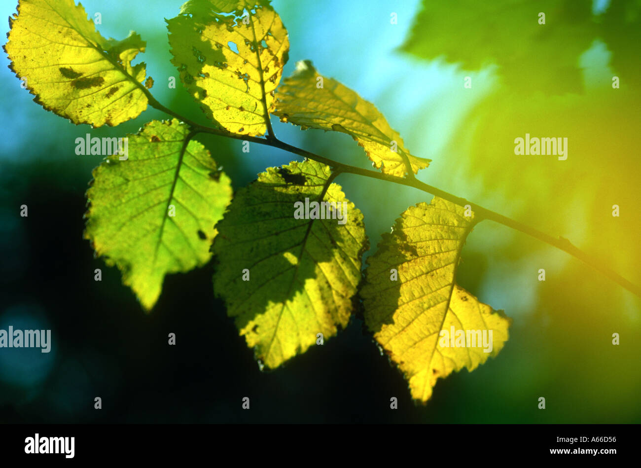 Golden leaves of the trees hi-res stock photography and images - Alamy
