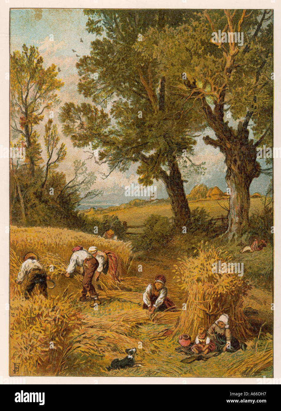 Harvesting By Hand Stock Photo Alamy