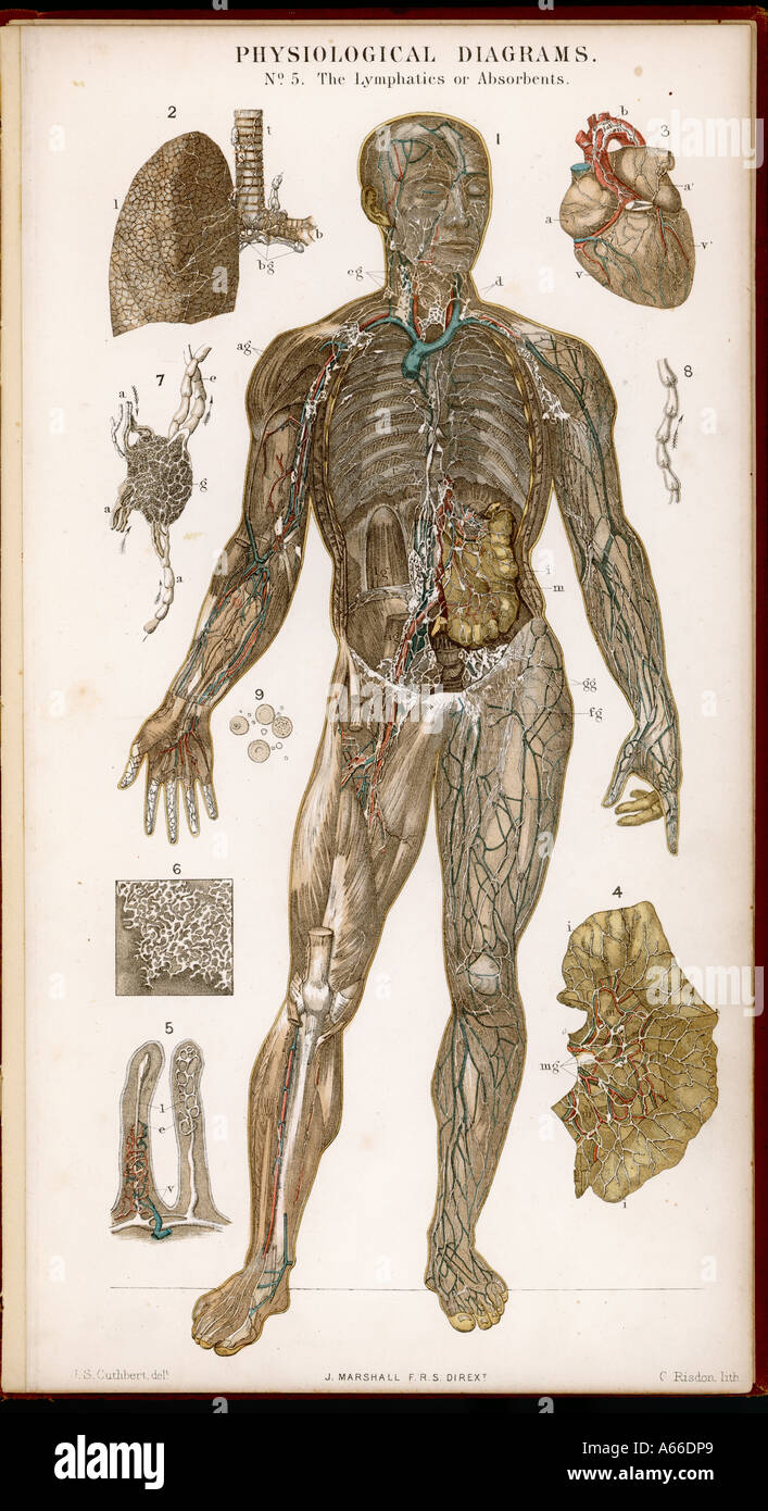 Lymphatic system diagram hi-res stock photography and images - Alamy