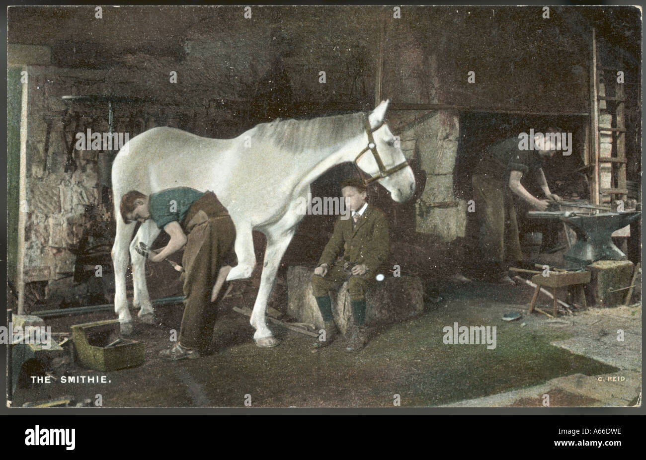 Shoeing A Horse Stock Photo