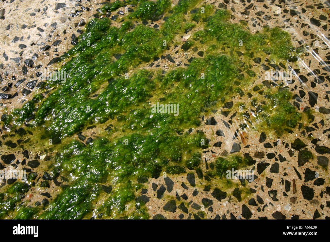 ALGAE GROWING ON SEASIDE ROCKS HORIZONTAL BAPDB10165 Stock Photo Alamy