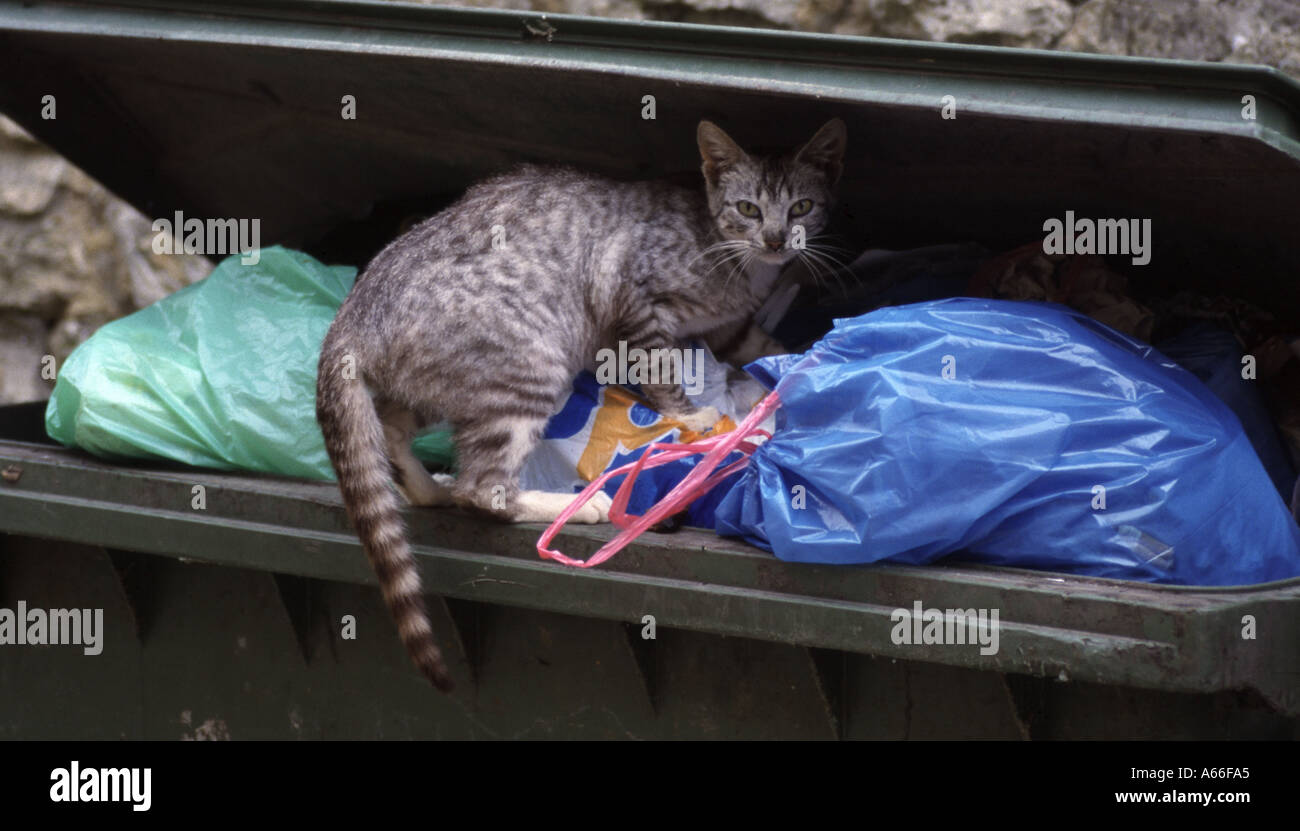Cat searching rubbish bin for food Spain Stock Photo Alamy