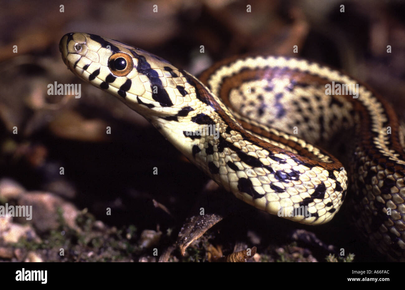 Leopard Snake   Zamenis situla. Greece Stock Photo