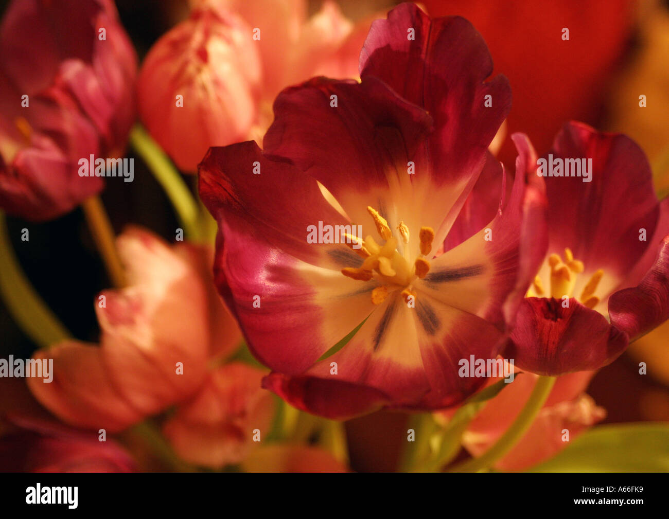 Vase Cut Tulips Stock Photo Alamy