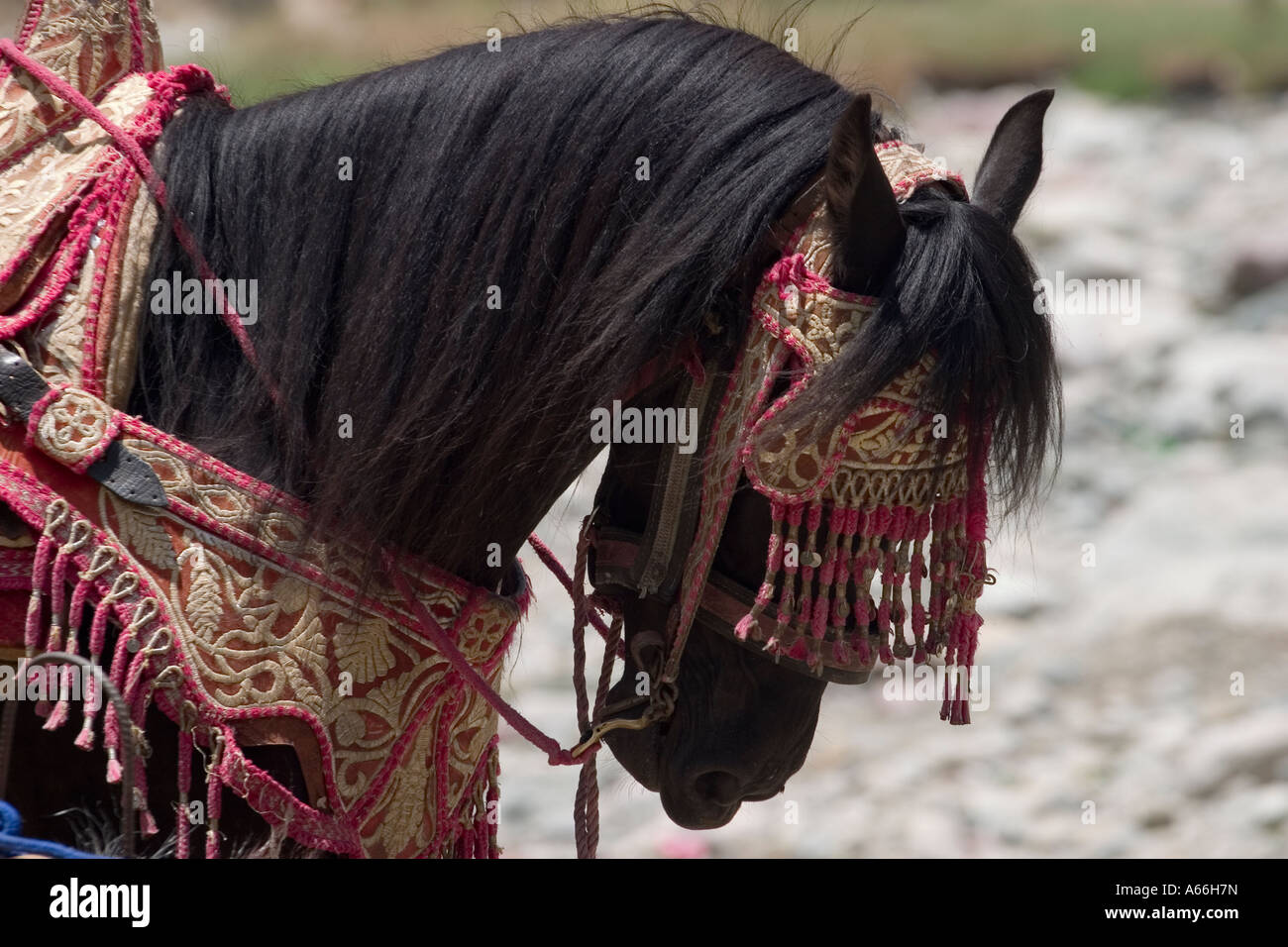 Arabian horse with tooled traditional saddle and head gear morocco north Africa Stock Photo Alamy