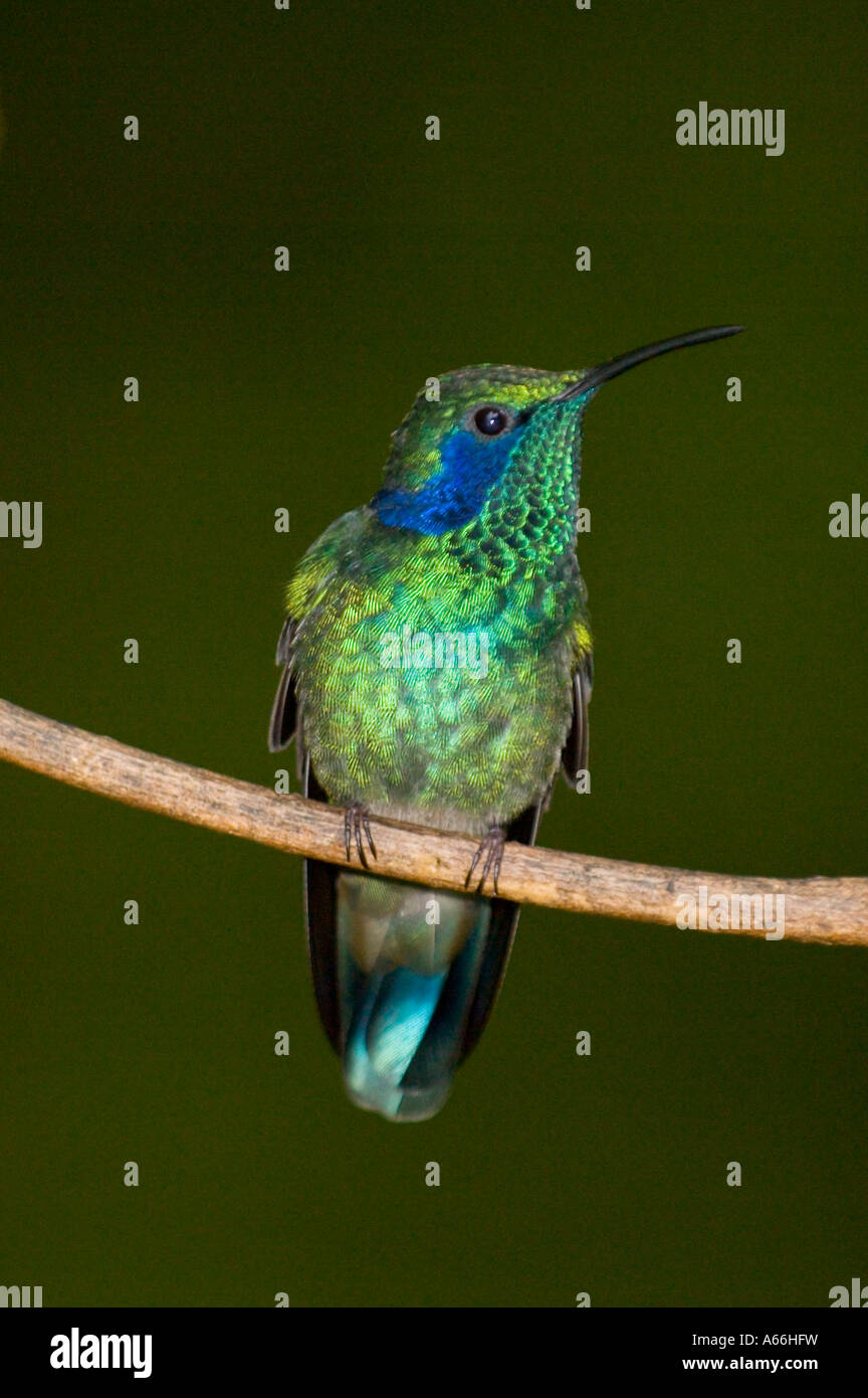 Green Violet-ear Hummingbird (Colibri thalassinus), Costa Rica Stock Photo
