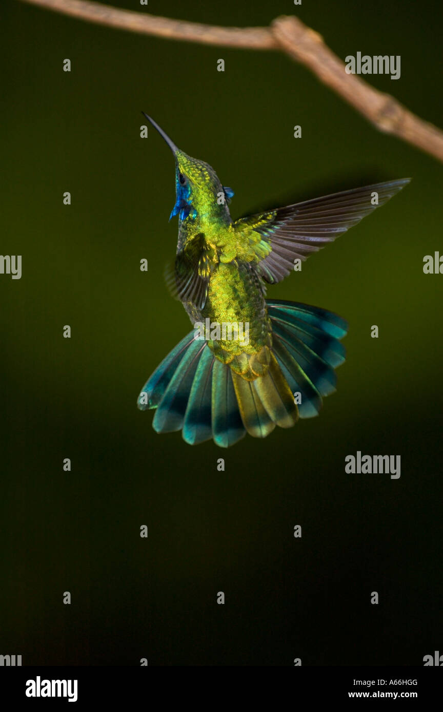 Green Violetear Hummingbird (Colibri thalassinus), Costa Rica Stock Photo Alamy