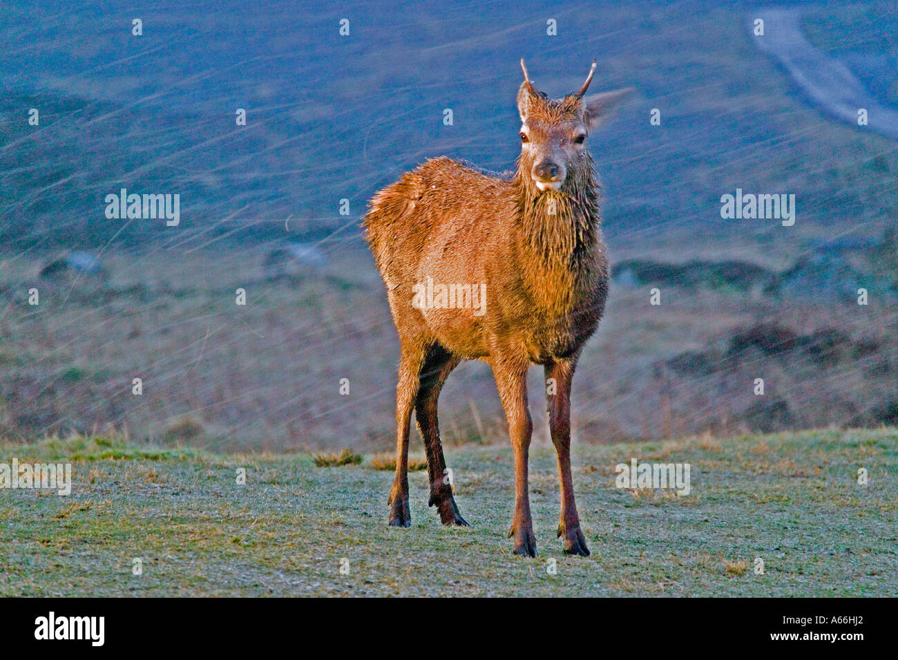 Young stag in winter storm  Glencoe. Natural history. Wildlife. Stock Photo