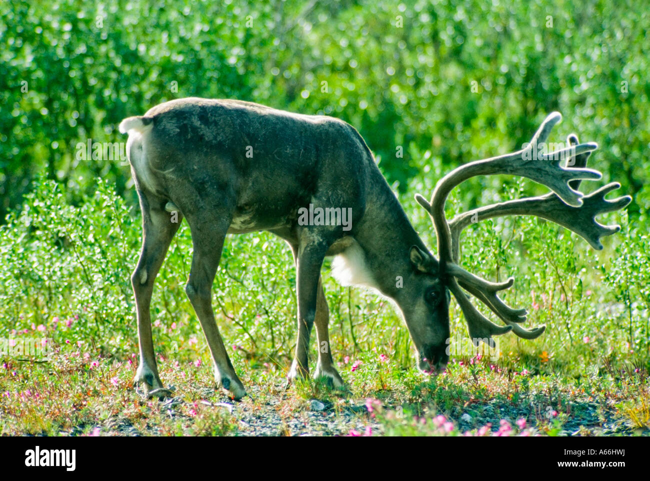 Caribou (Rangifer tarandus), Denali N.P. Stock Photo