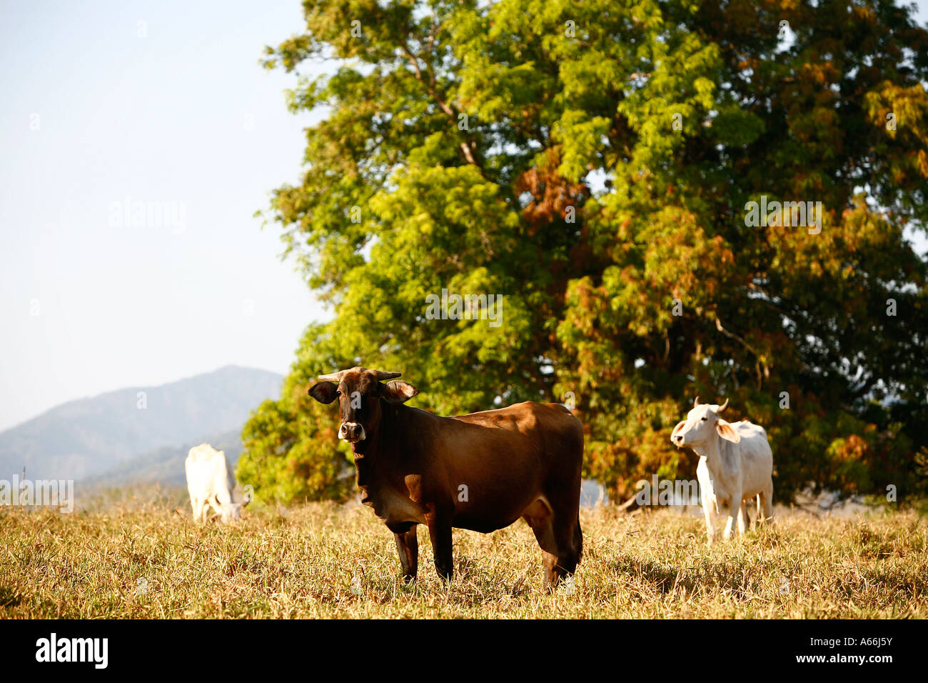 Cows in a field Nicoya peninsula Costa Rica Stock Photo Alamy
