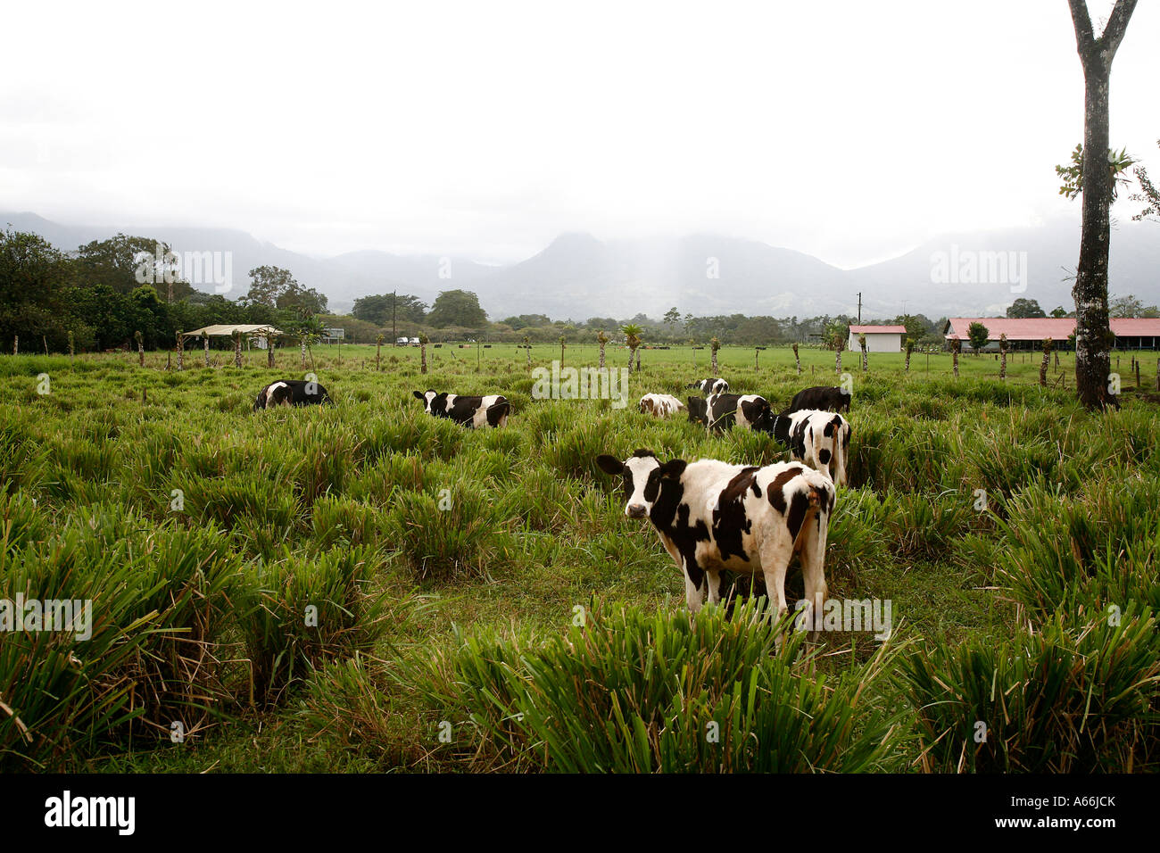 Cowsin a field near La fortuna under the Arenal Volcano Costa Rica ...