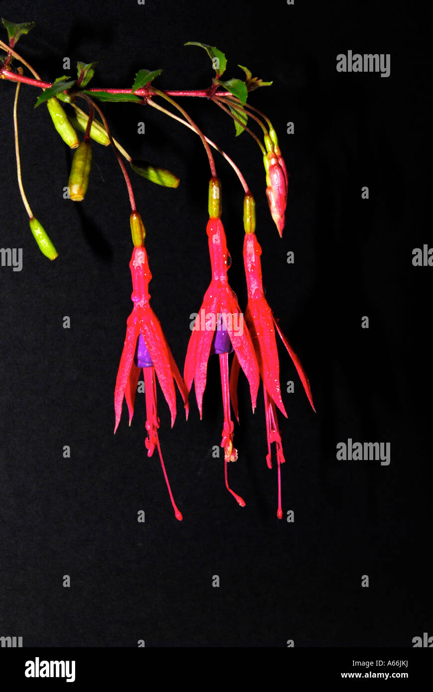 A red Fuchsia bloom on a black ground with blue border Stock Photo