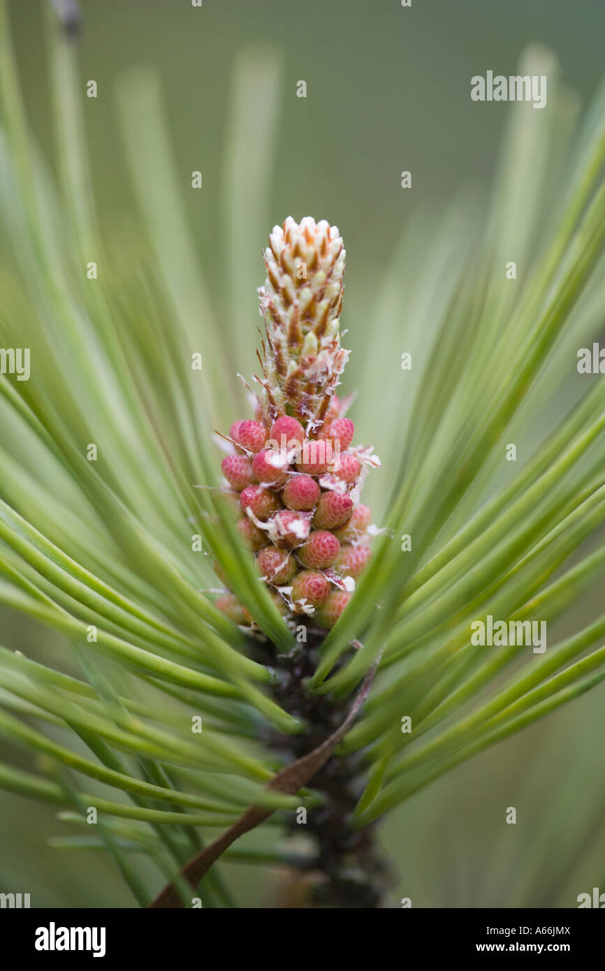 Scots Pine male cone. Pinus sylvestris. England. UK. Stock Photo