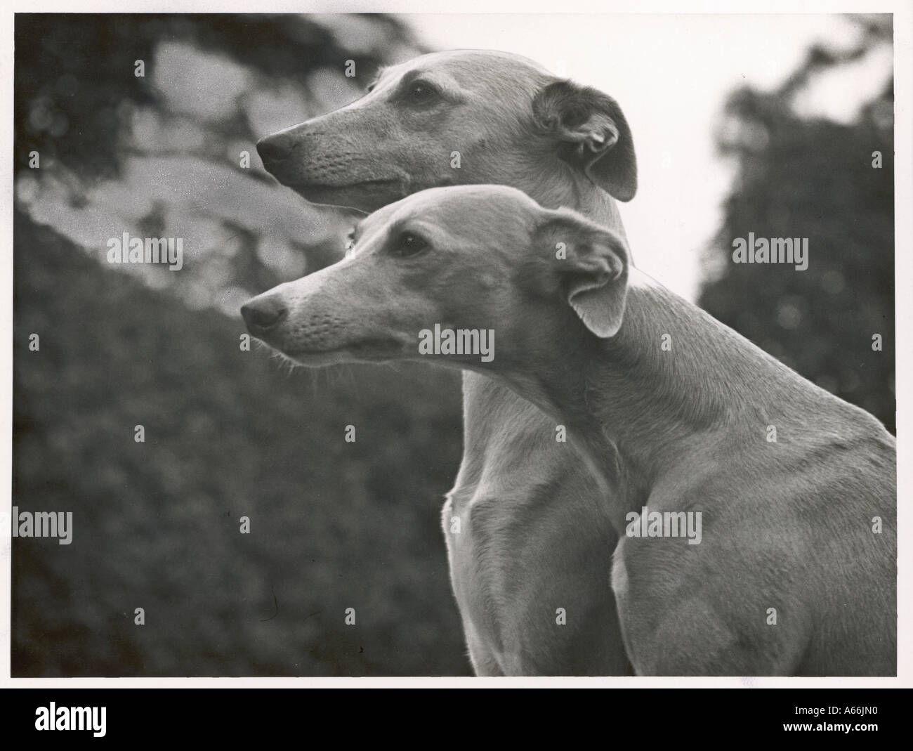 Fall Whippet Heads 1954 Stock Photo