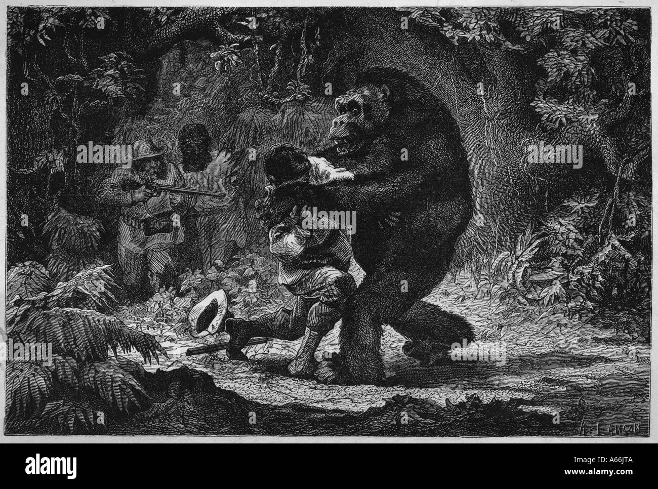 Gorilla gorilla go hires stock photography and images Alamy