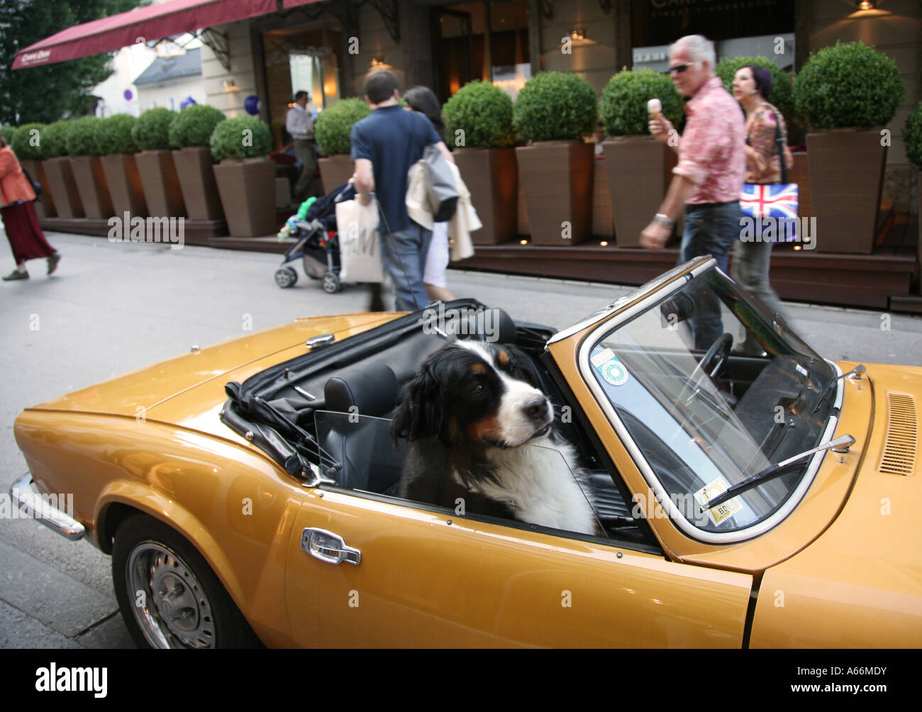 Dog sitting in a convertible sports car Men's best friend; Dog in Car