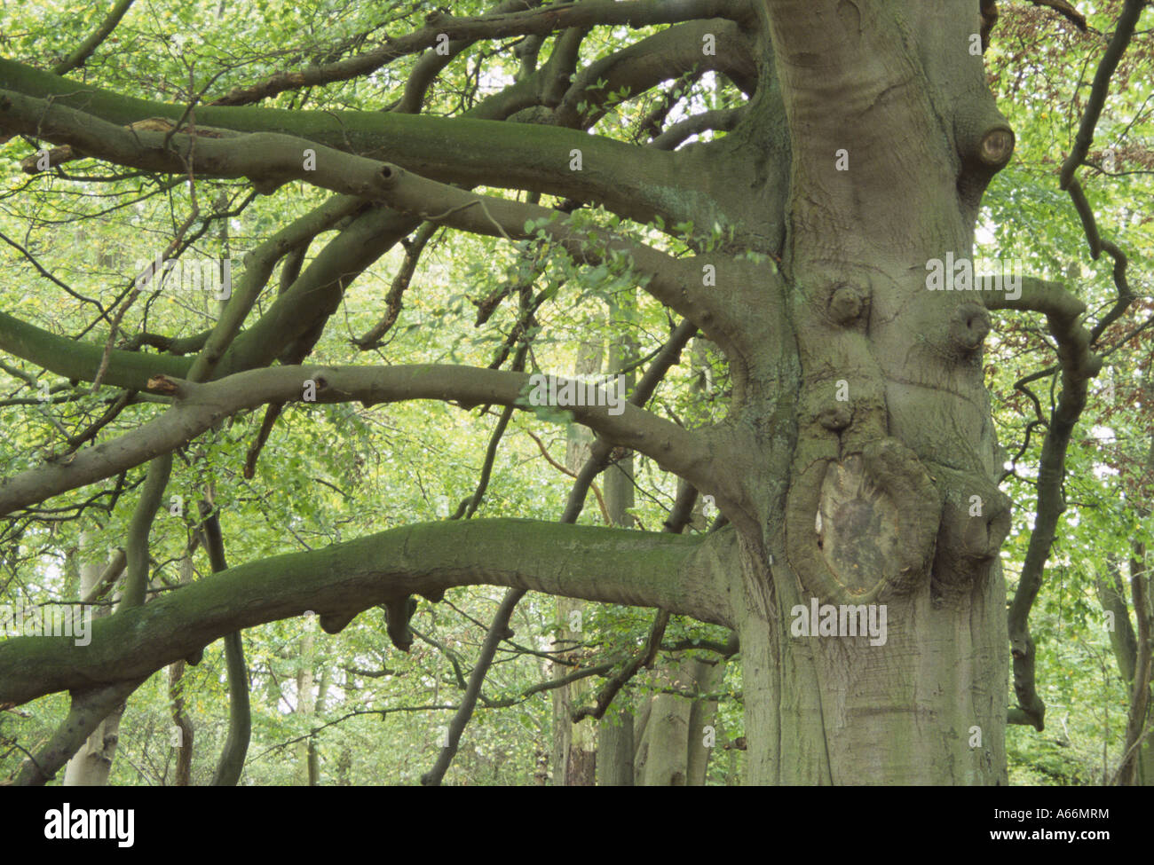 Stately broadleaf Beech tree Fagus Sylvatica in Wytham Woods, Berkshire England UK 2005 Stock Photo