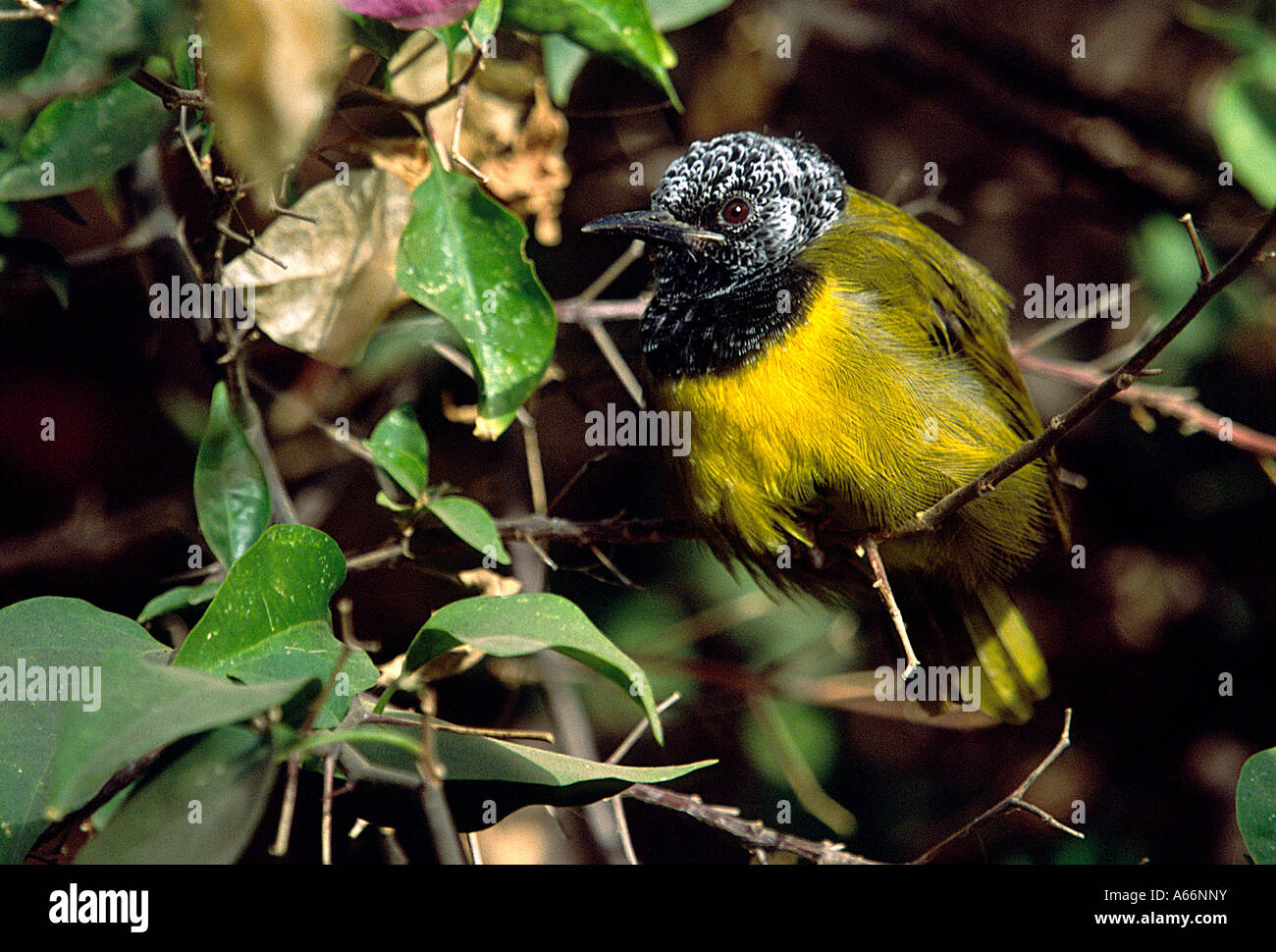 Oriole Warbler Stock Photo