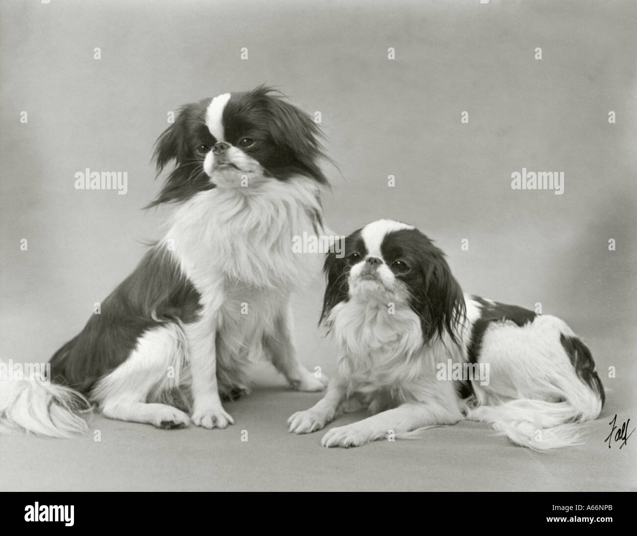 Fall Japanese Chin 1933 Stock Photo
