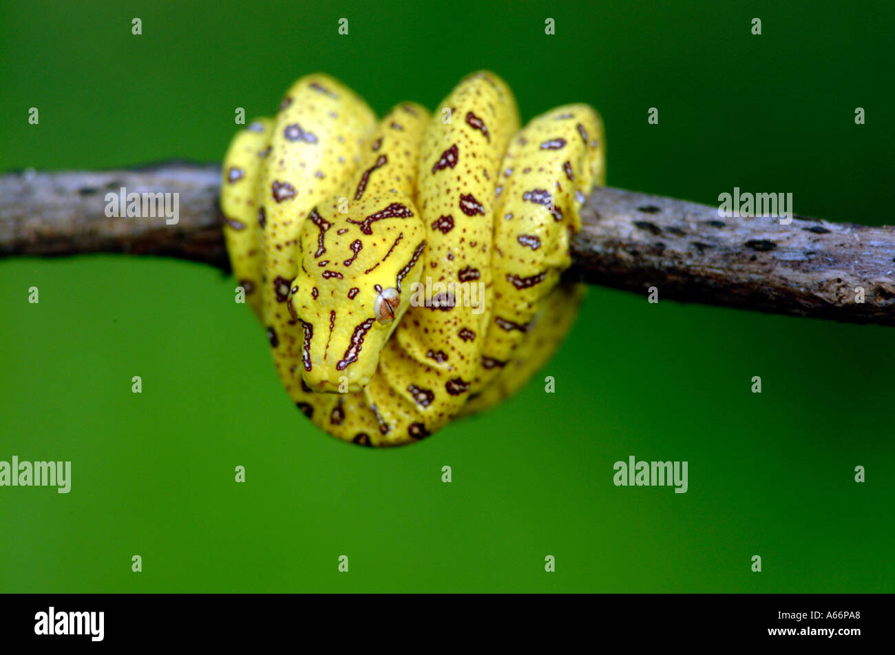 green tree python Morelia viridis neonate snakes yellow colour color ...