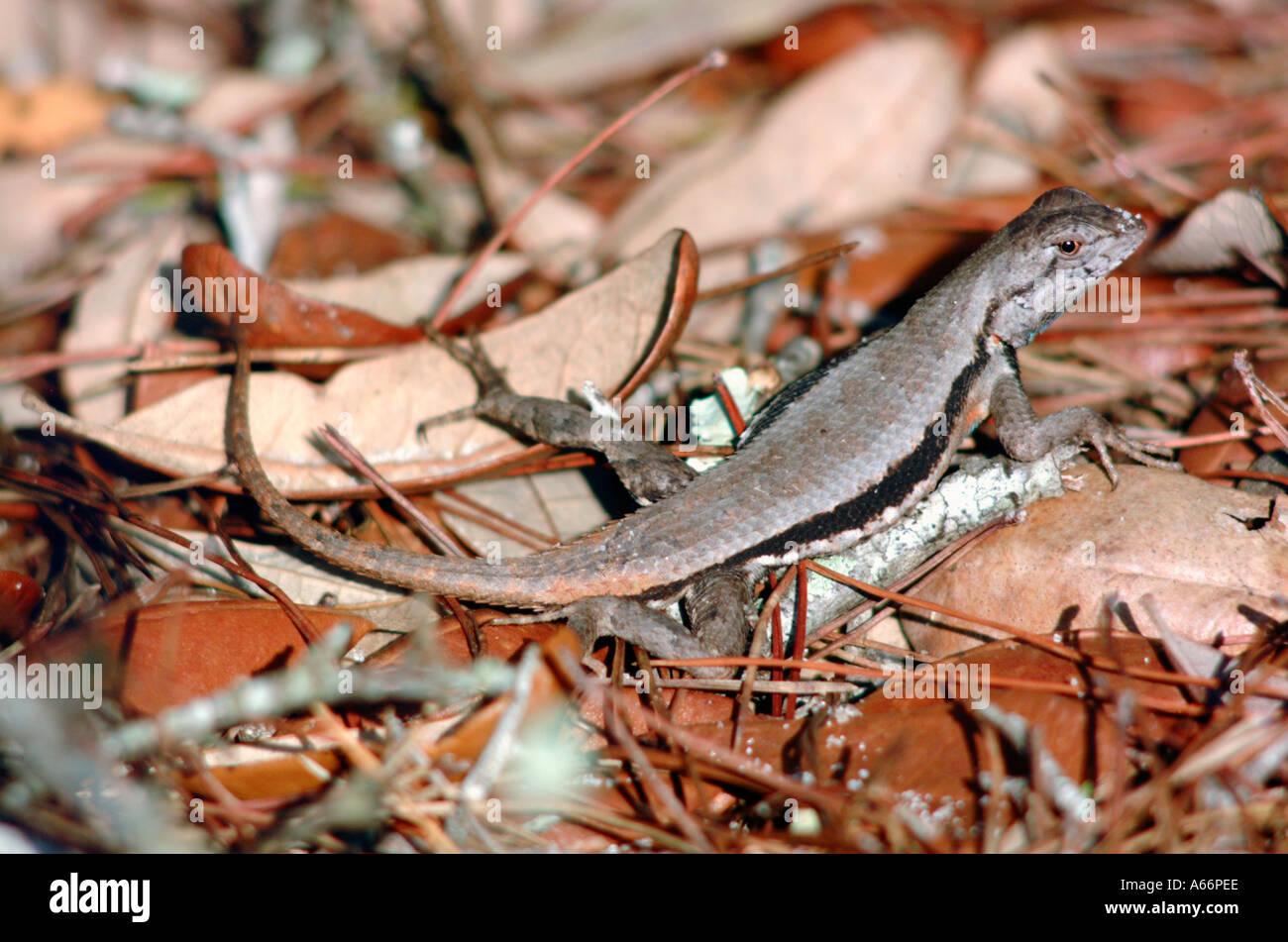 Florida scrub lizard Sceloporus woodi male reptiles lizard threatened