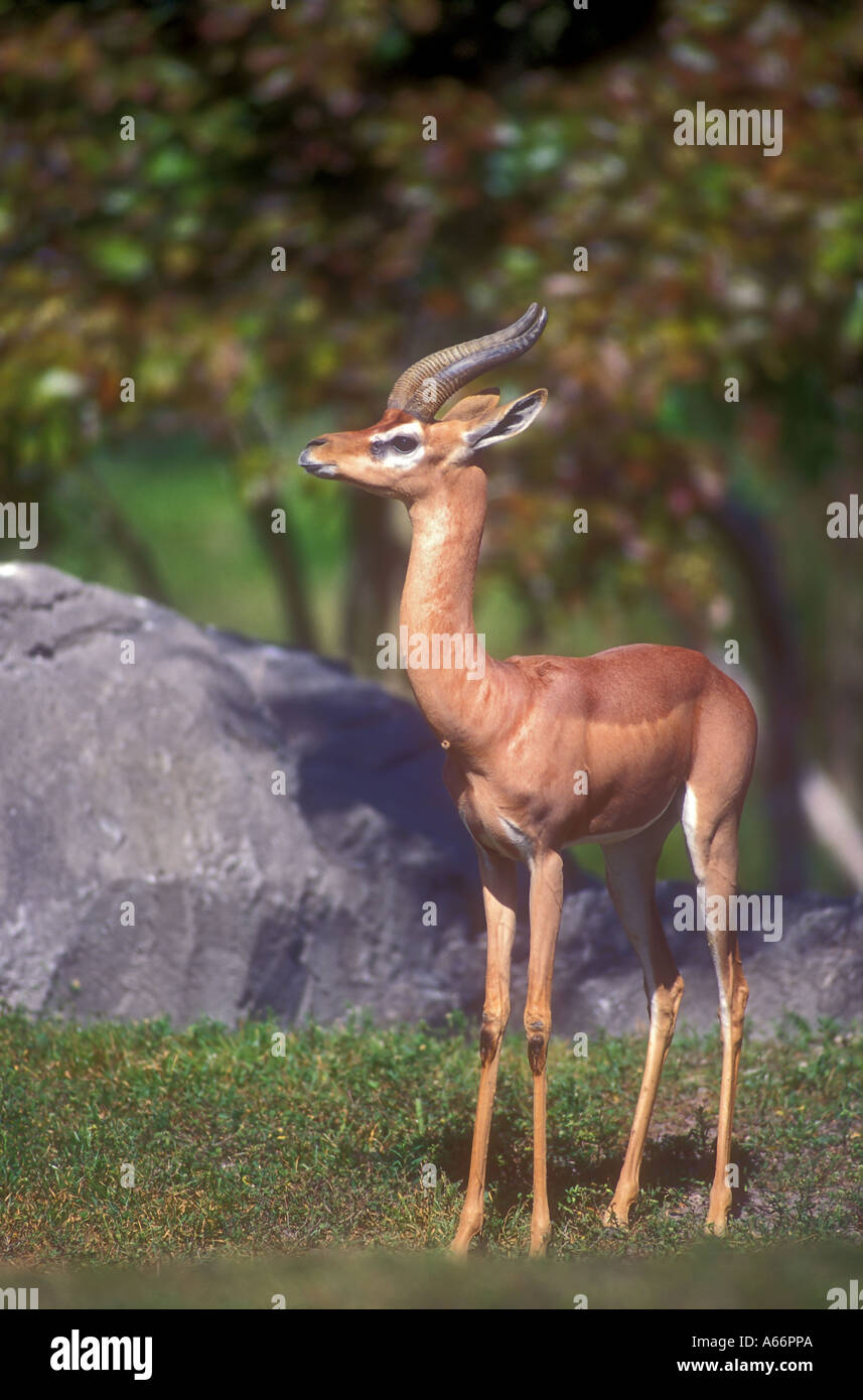 Gerenuk Sometimes Called A Giraffe Gazelle Litocranius Walleri Stock gerenuk-sometimes-called-a-giraffe-gazelle-litocranius-walleri-stock