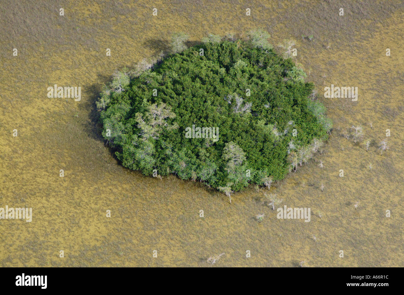Everglades National Park tree islands Stock Photo Alamy