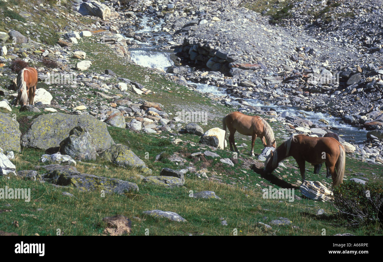 Haflinger horses grazing on alpine pasture in Pfossental South Tyrol Alto adige Italy Stock Photo