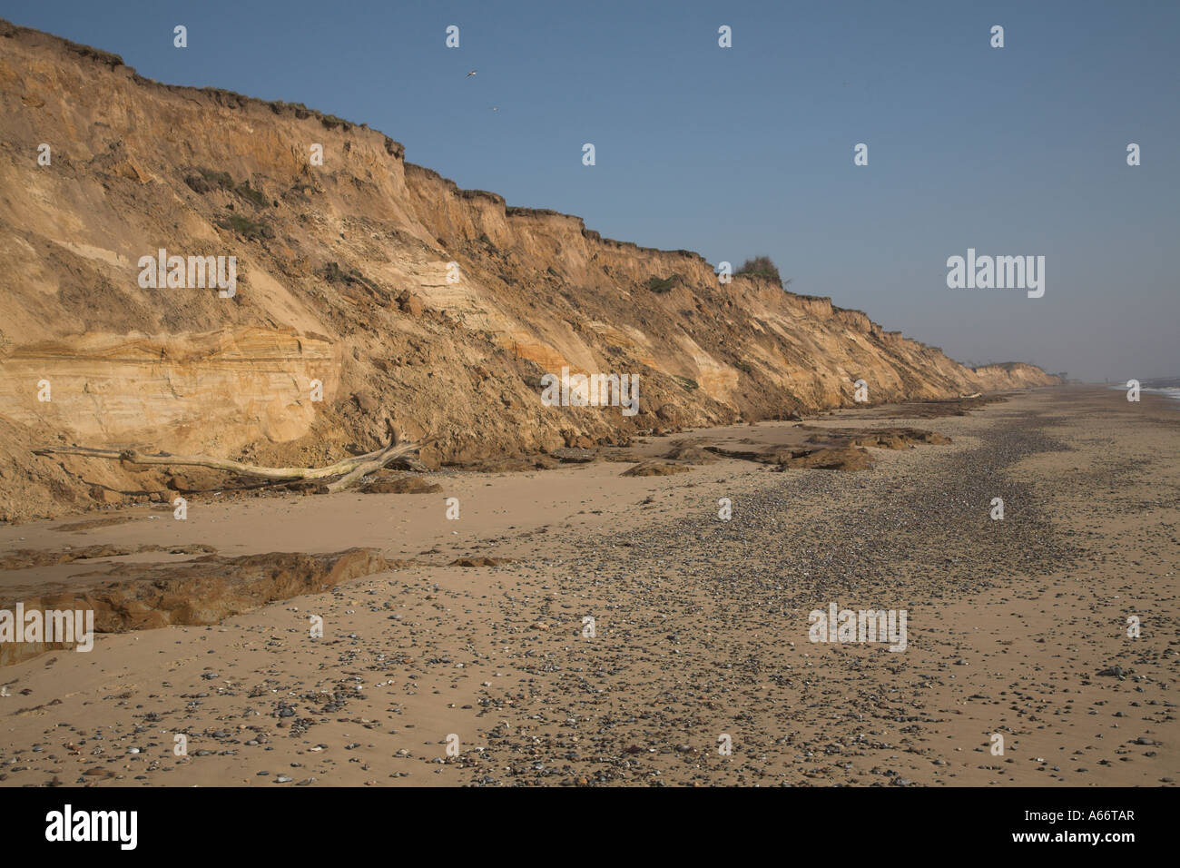 Suffolk Cliffs Crumbling soft sandy cliffs and beach, Covehithe, Suffolk, England ...