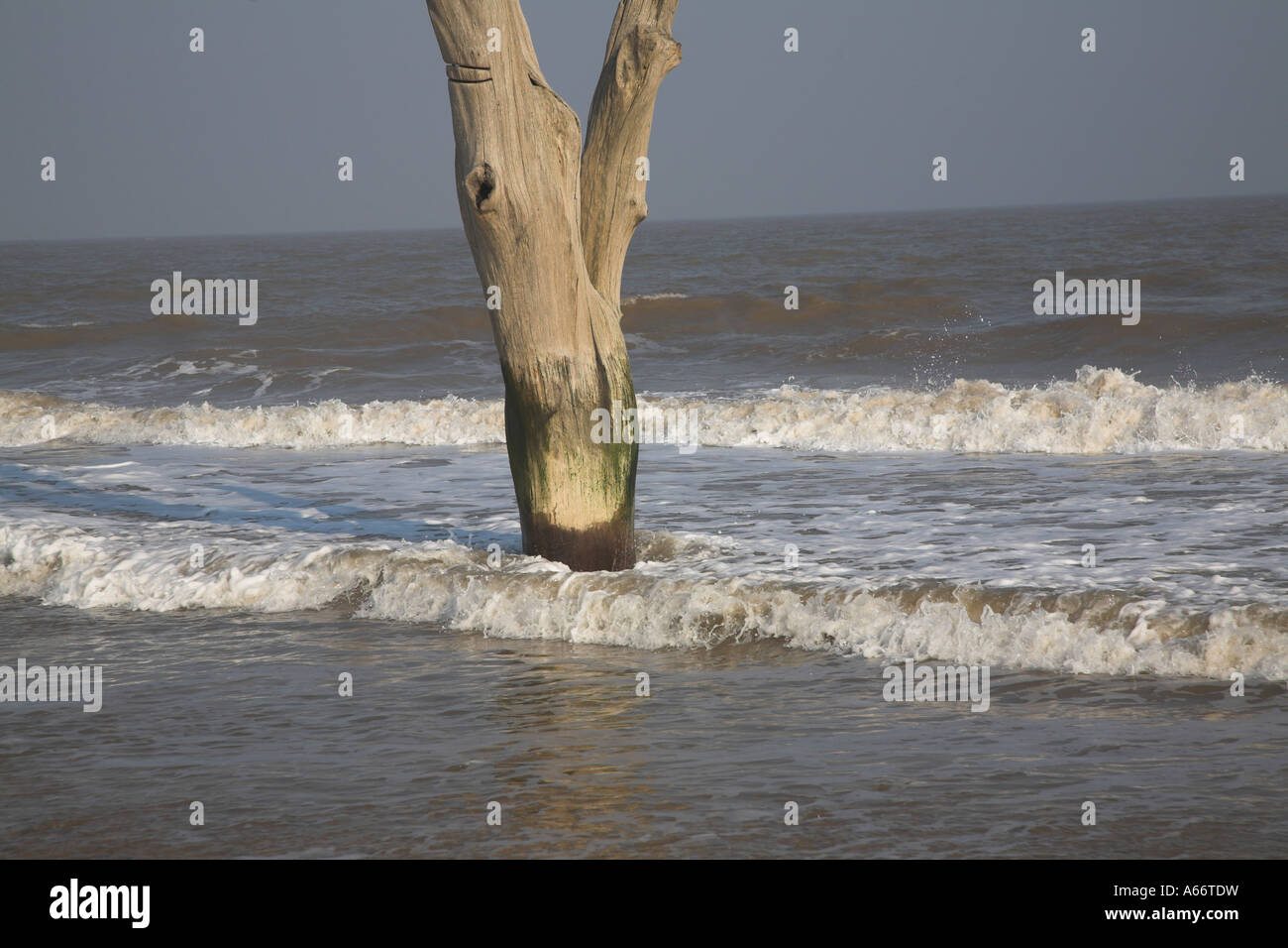 Dead tree standing in sea water as waves surge around illustrative of sea level rise Benacre Suffolk England Stock Photo