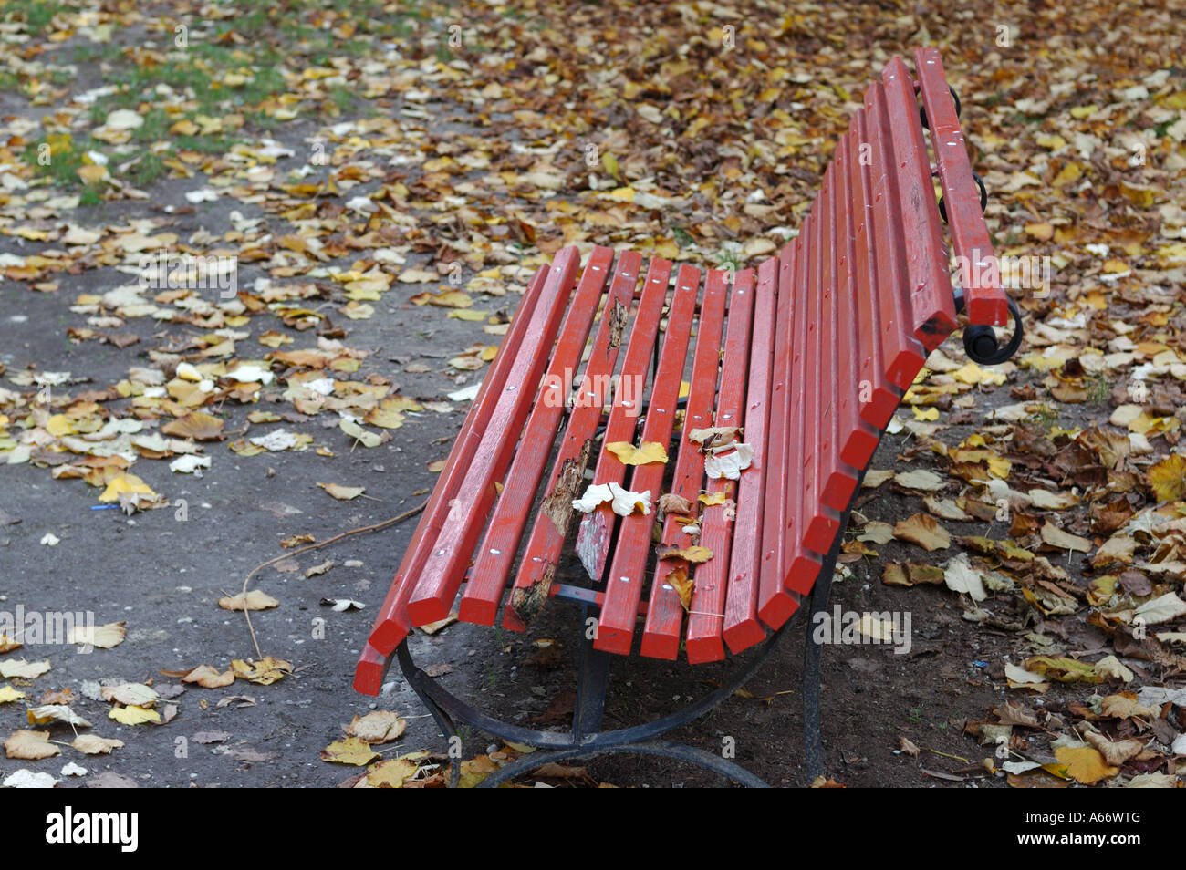 Yellowed red leaf fallen hi-res stock photography and images - Alamy