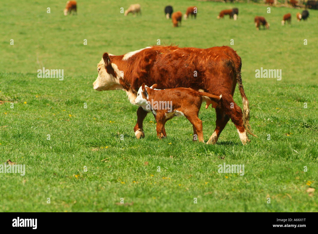 A mother cow with her days old calf on an organic farm in Berryville Virginia Stock Photo