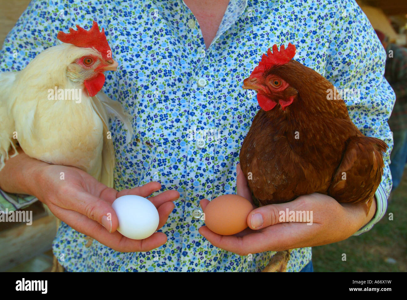 Genetics, a woman holds a brown chicken and a white chicken with their respective brown and white eggs Stock Photo