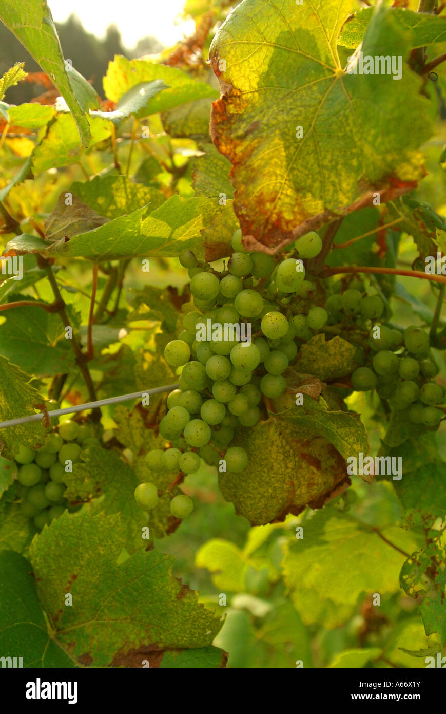 Little easton hires stock photography and images Alamy