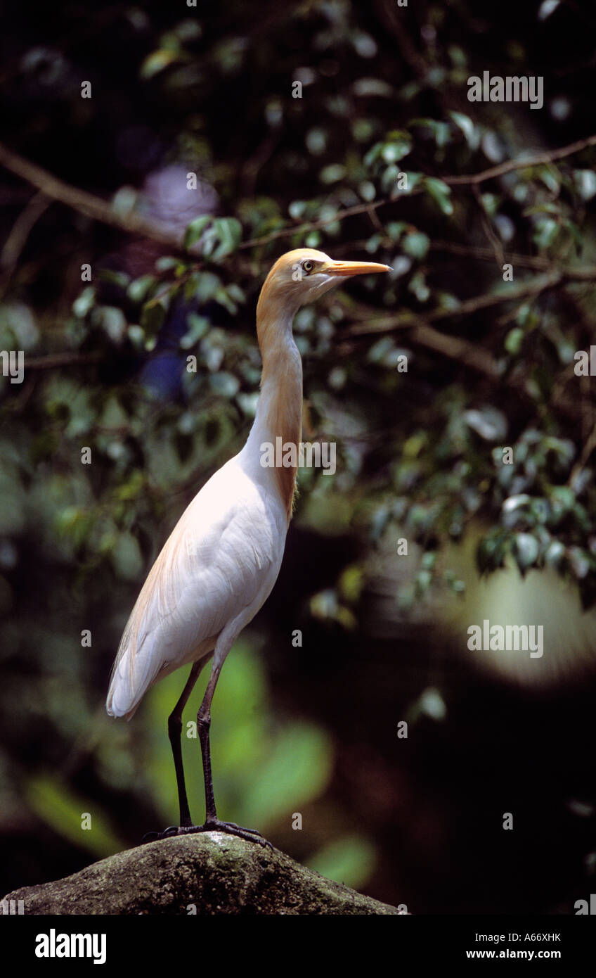 Tagak Cattle egret,Malaysia in breeding plumage Stock Photo - Alamy