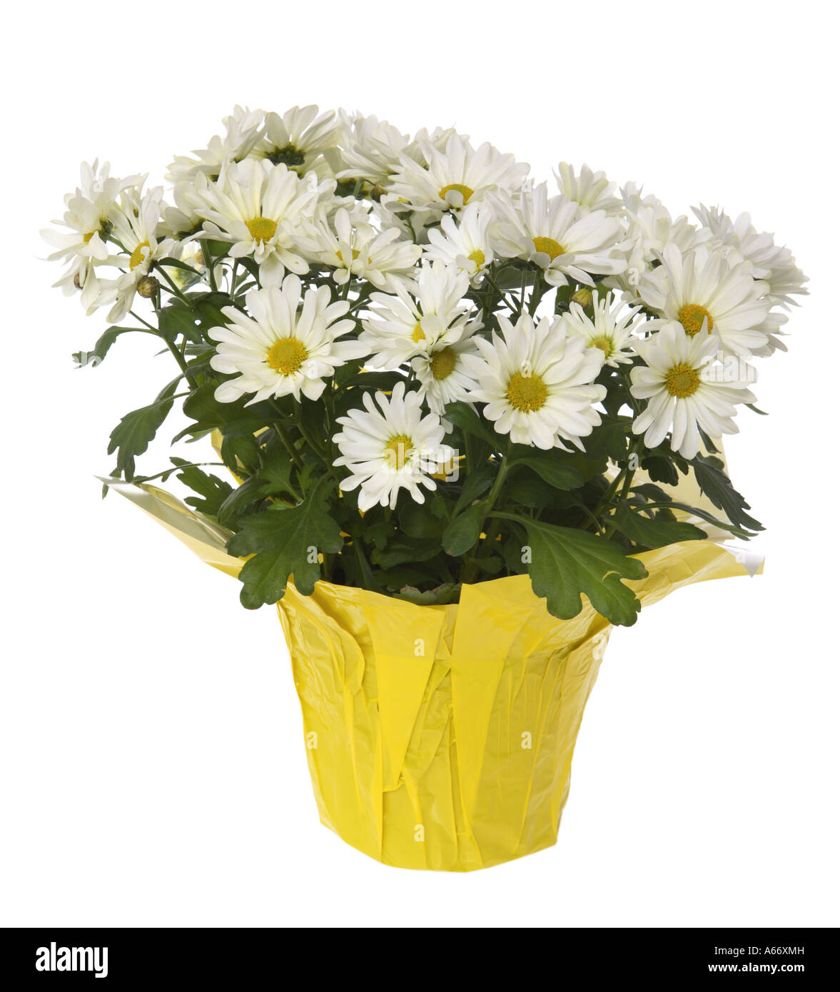 daisies cut out on white background Stock Photo