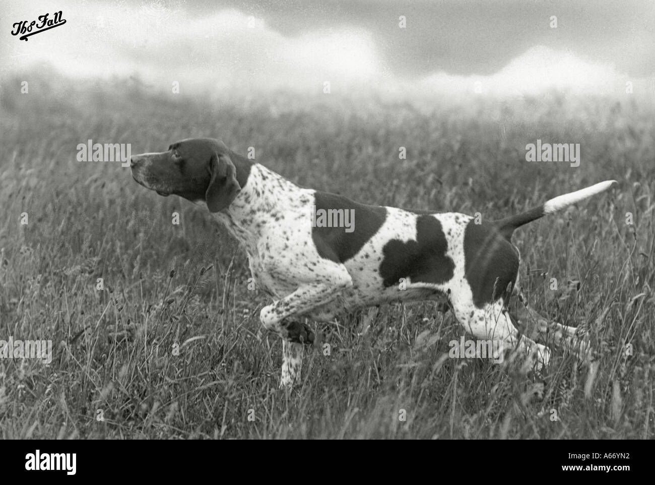 Fall Pointer Banchory Stock Photo