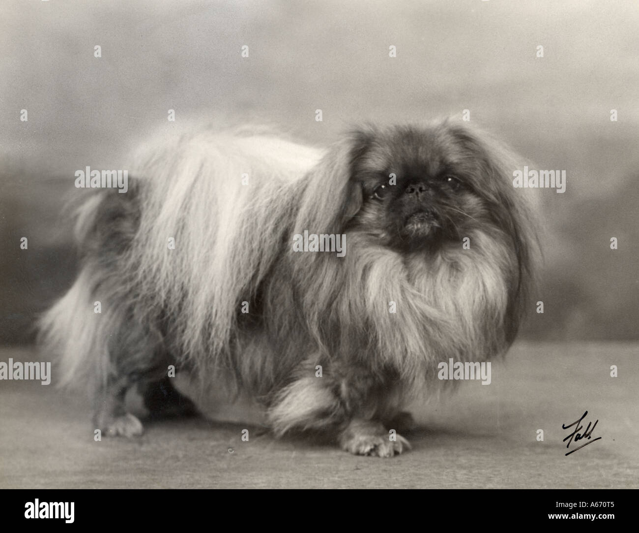 Fall Pekingese 1932 Stock Photo