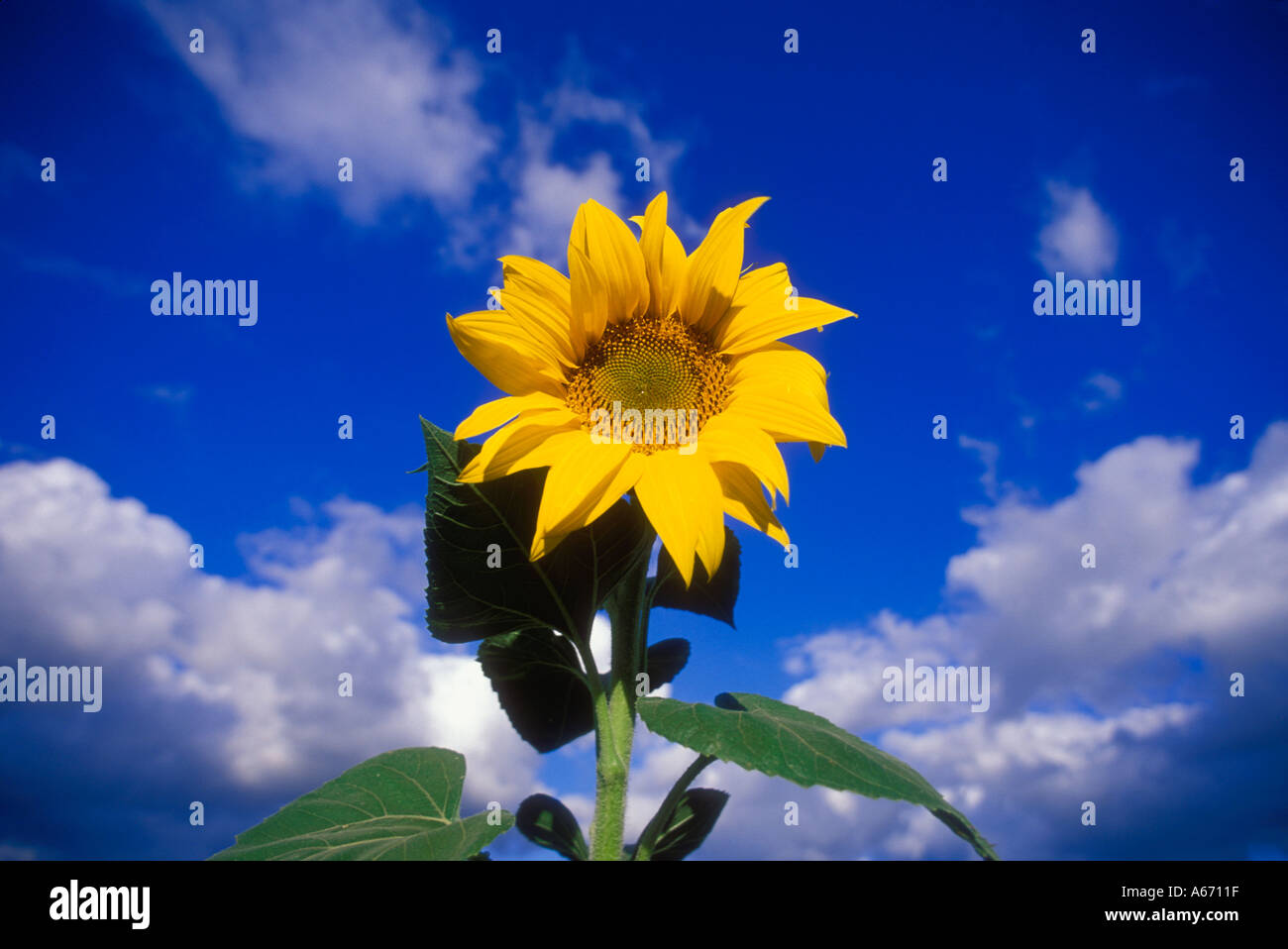 Sunflower Stock Photo