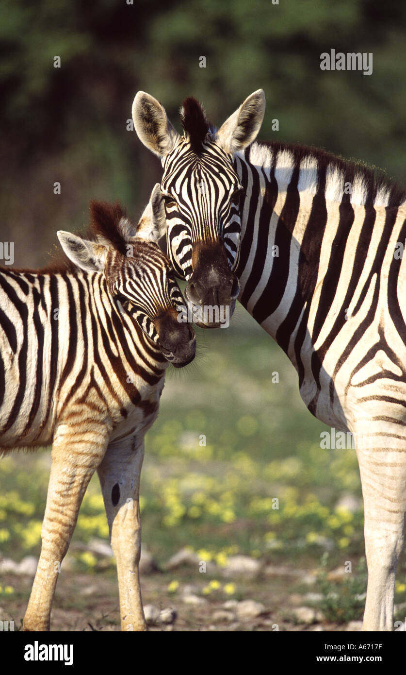 Baby Zebra Cute High Resolution Stock Photography And Images Alamy