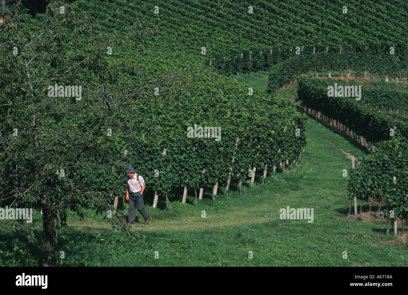 Schwarzwald Durbach near Offenburg vineyard Stock Photo Alamy