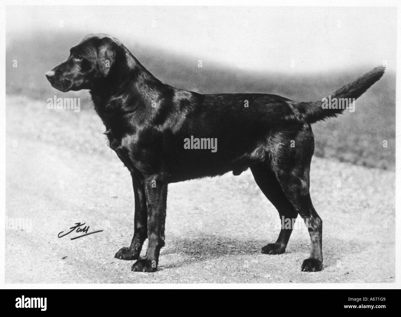 Fall Crufts Winner 1932 Stock Photo