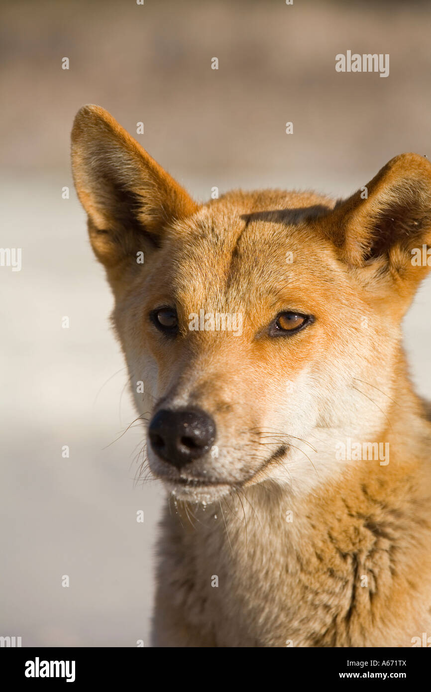 A dingo (Canis familiaris). The dingo is Australia's native dog with the Fraser Island dingoes considered as the purest breed. Stock Photo