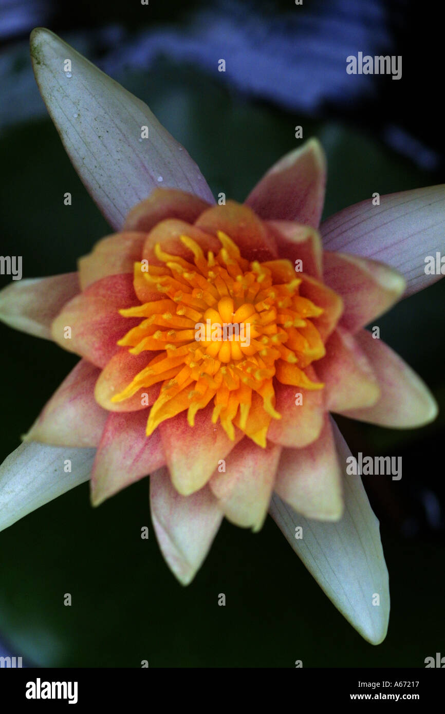 Lotus flower Bali Indonesia Stock Photo Alamy
