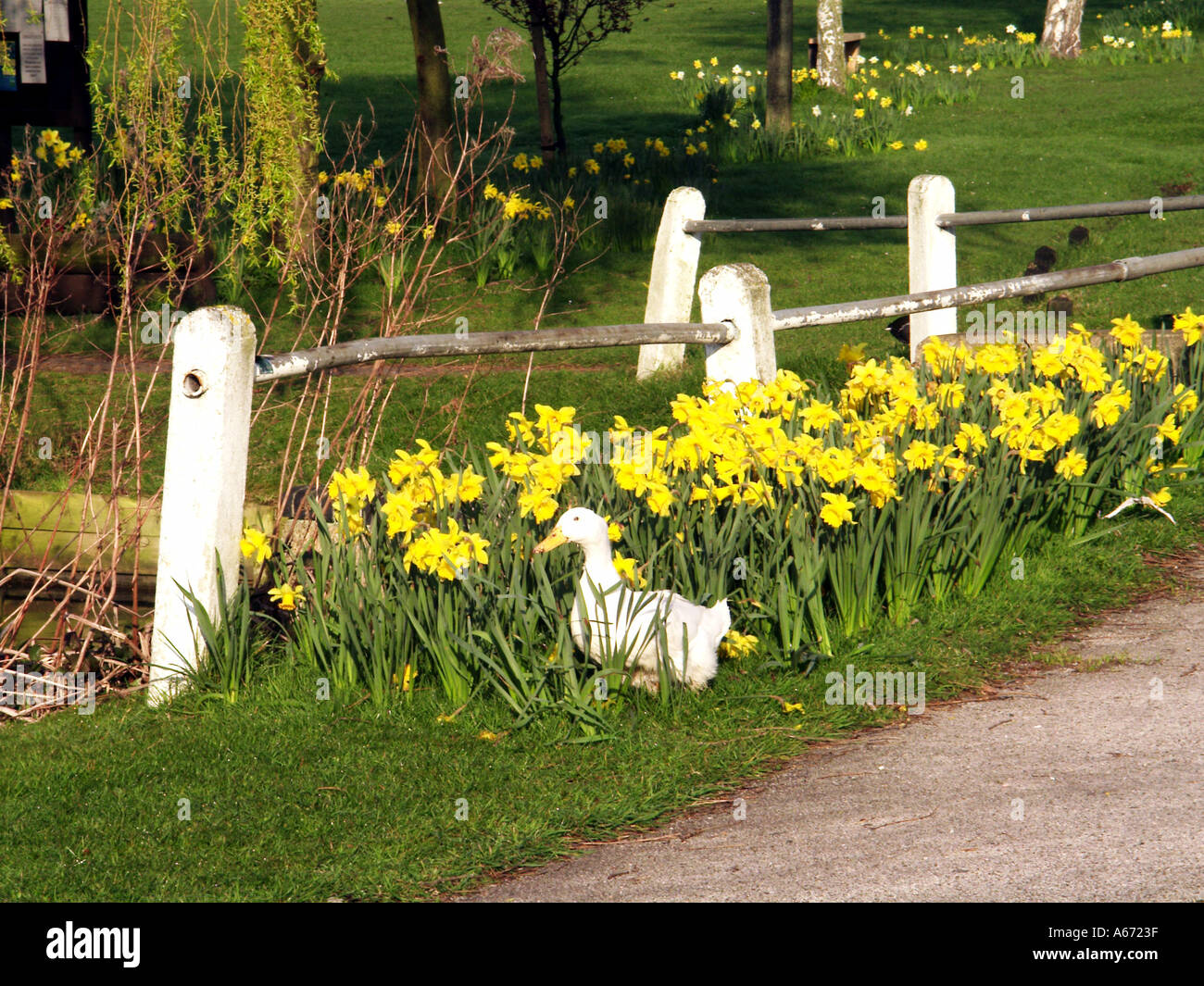 Essex England UK white duck beside yellow spring daffodils flowers
