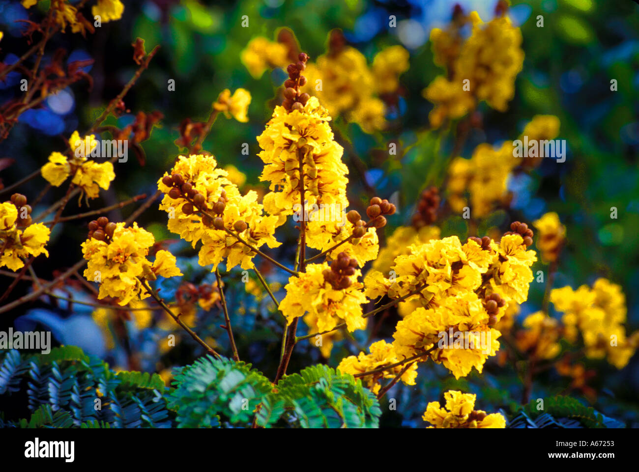 Yellow Poinciana or Copperpod Peltophorum pterocarpum Stock Photo