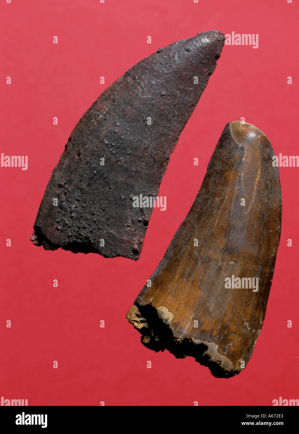 carcharodontosaurus saharicus tooth