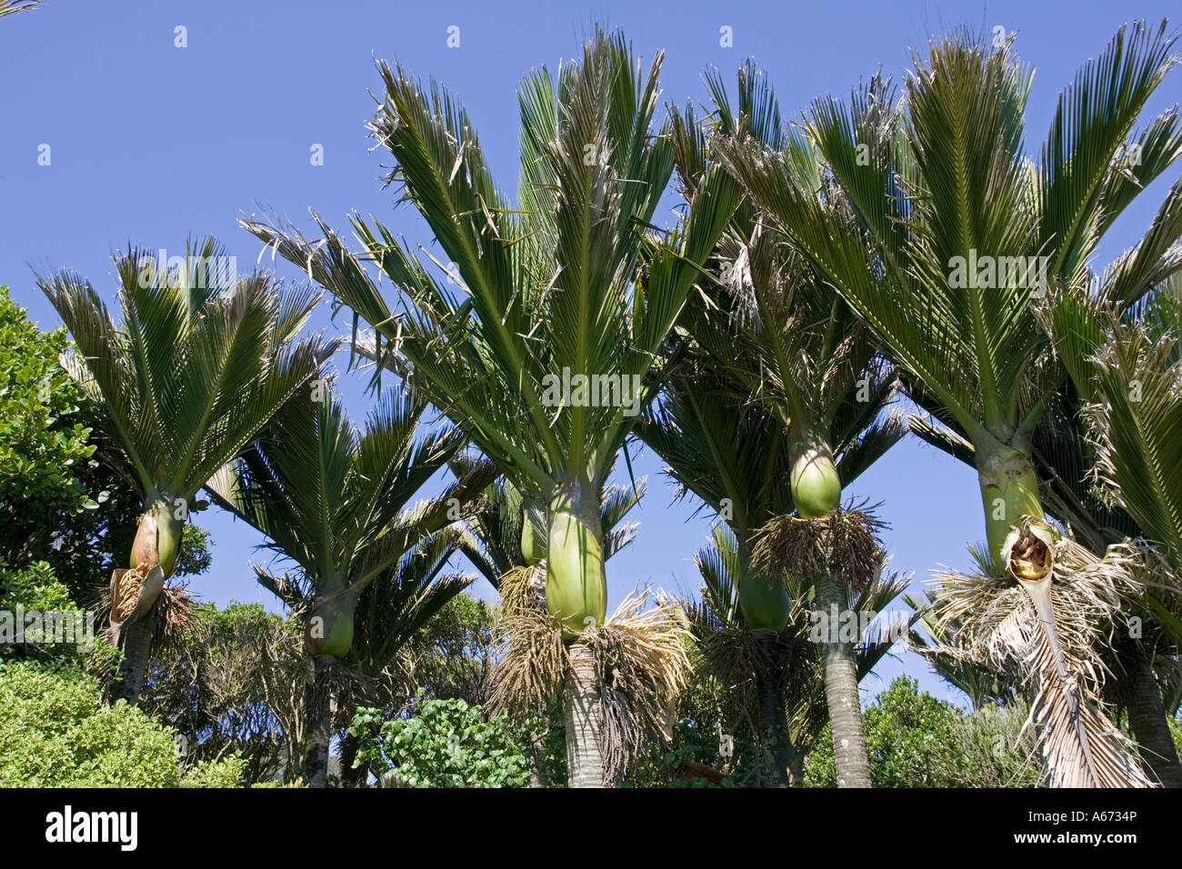 Nikau palms Palmae sapida Punakaiki South Island New Zealand Stock Photo