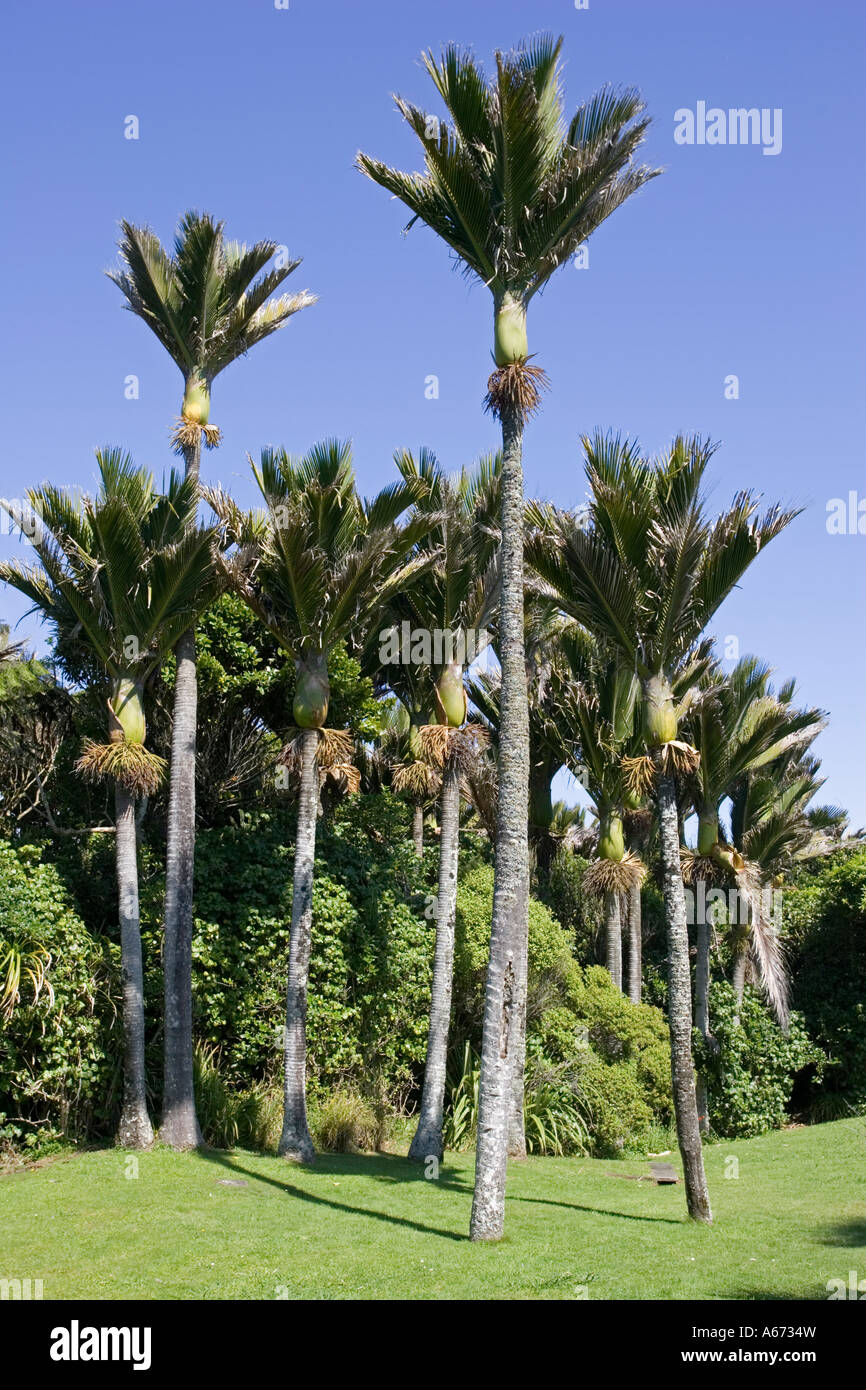 Nikau palms Palmae sapida Punakaiki South Island New Zealand Stock