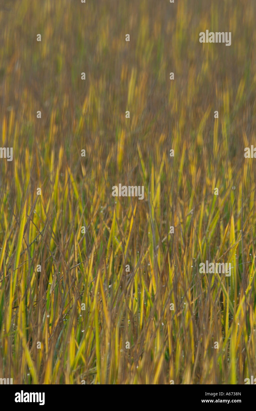 Green paddy rice plant hi-res stock photography and images - Alamy